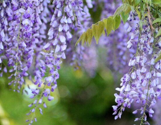 Wisteria Tree Planting - 9 Proven Secrets!
