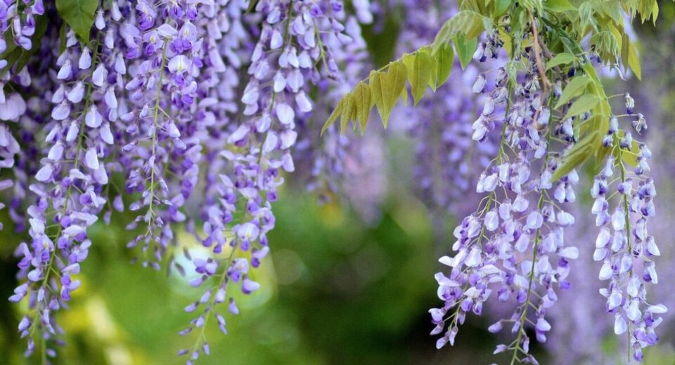 Wisteria Tree Planting - 9 Proven Secrets!