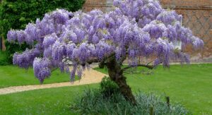Wisteria Tree Planting Site Selection Determines Everything Downstream Always: