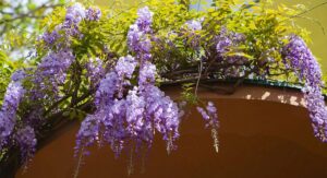 Wisteria Tree Planting Soil Preparation Prevents Most Disease Problems: