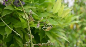 Wisteria Tree Planting Fungal Disease Types That Need Immediate Action:
