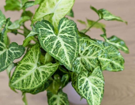 Arrowhead Plant - 7 Secrets Lush Growth!