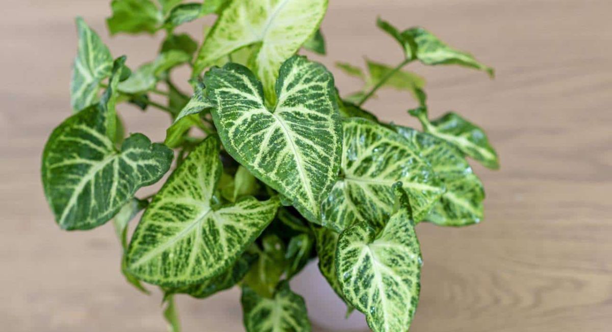Arrowhead Plant - 7 Secrets Lush Growth!