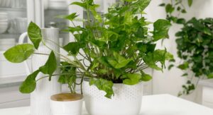 Arrowhead Plant Beauty That Transforms Any Indoor Space: