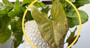Arrowhead Plant Watering Errors That Cause Root Damage: