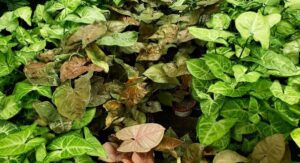 Arrowhead Plant Light and Humidity Needs Simply Explained: