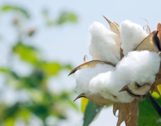 Cotton Plant - 9 Deadly Mistakes!