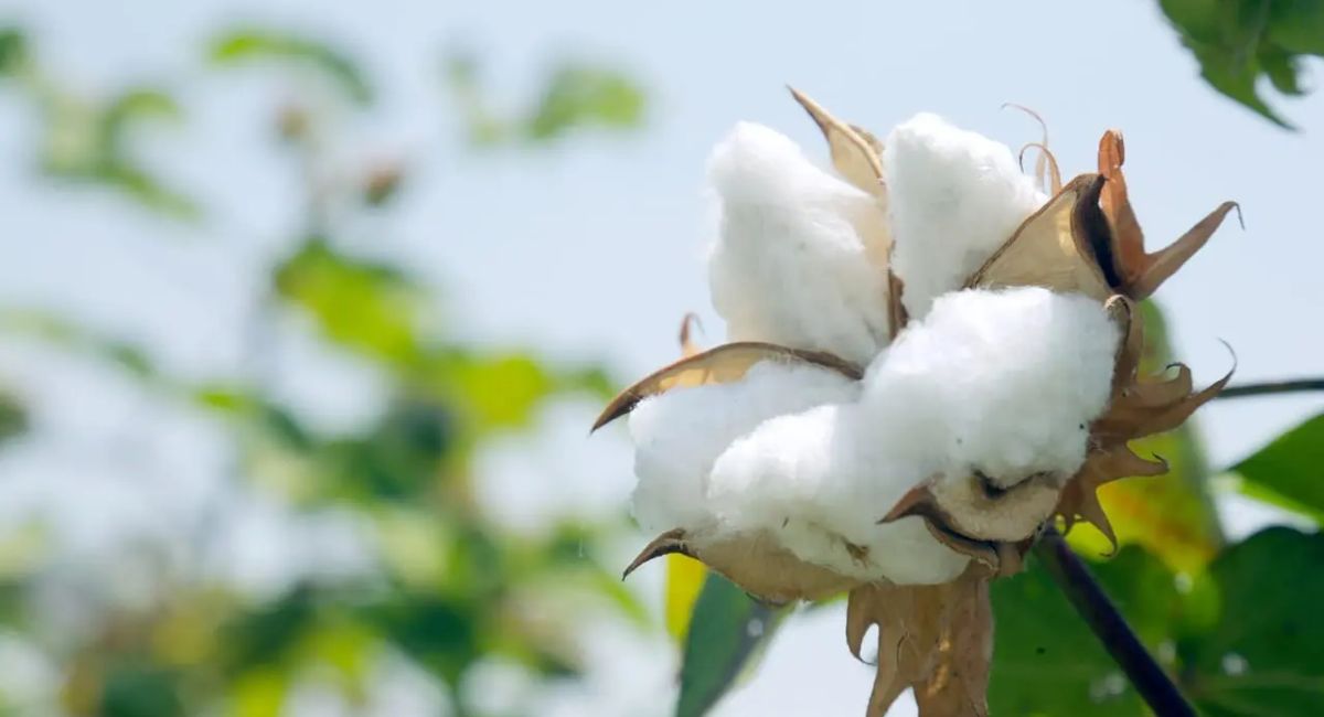 Cotton Plant - 9 Deadly Mistakes!