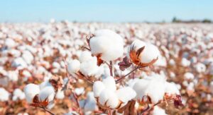 Cotton Plant Care Fundamentals That Most Growers Overlook: