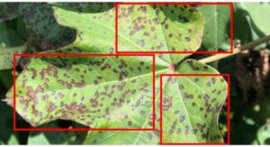 Cotton Plant Diseases Fungal Infections You Must Identify Fast: