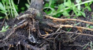Cotton Plant Root Rot Identify It Early and Act Fast: