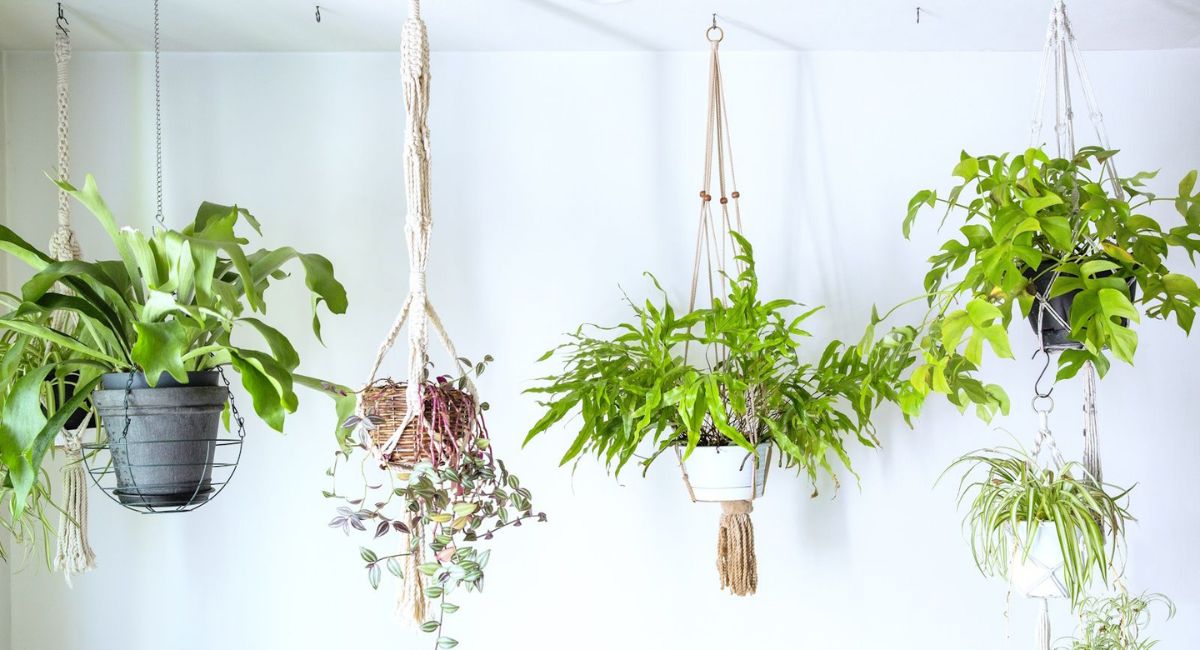 Hanging Plants - 7 Proven Tricks!