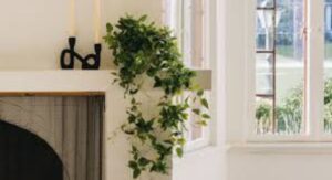 Hanging Plants Are Changing How People Decorate at Home: