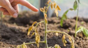 Hanging Plants Watering Mistakes That Kill Roots Fast: