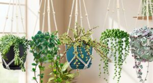 Hanging Plants Light and Humidity Needs Broken Down Simply: