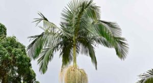 King Palms Plants Are Redefining Modern Tropical Landscaping: