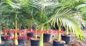 King Palms Plants Watering Habits That Prevent Root Failure: