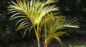 King Palms Plants Nutrient and Fertilizing Program Explained: