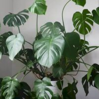Monstera Plant Care - 9 Secrets for Big Leaves!