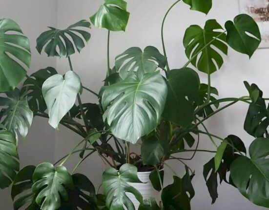 Monstera Plant Care - 9 Secrets for Big Leaves!