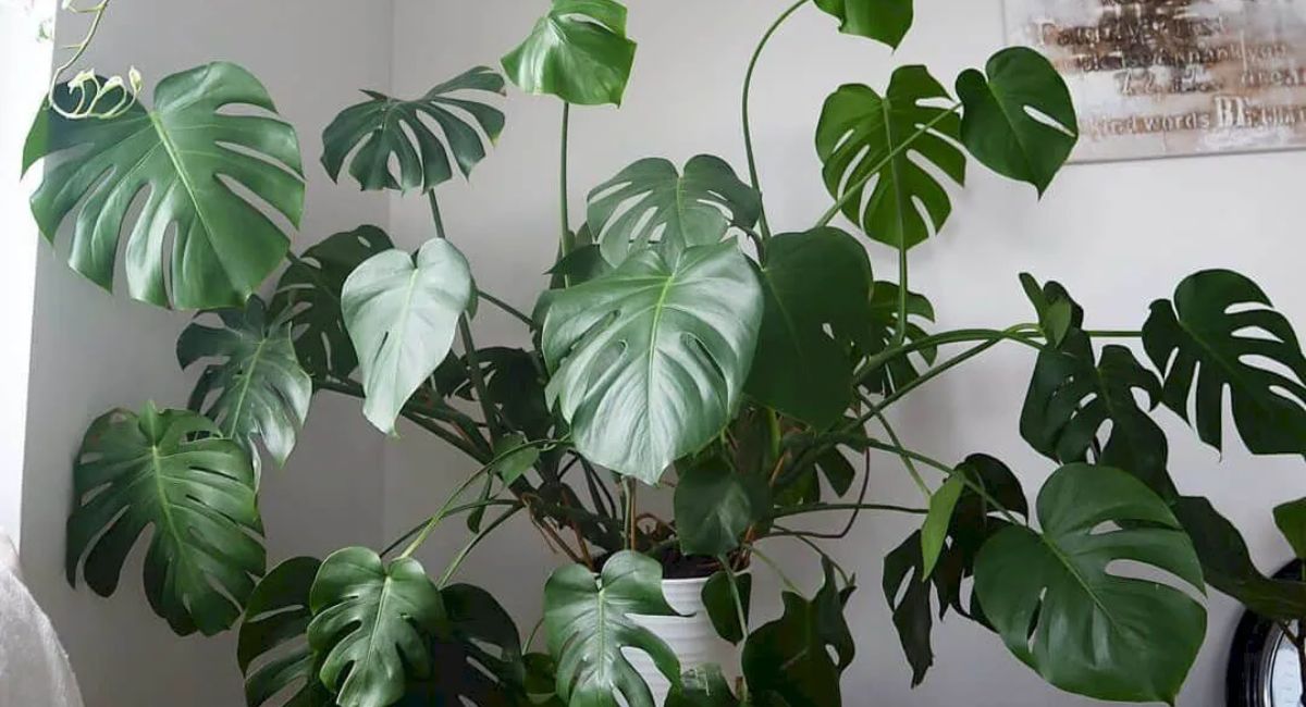 Monstera Plant Care - 9 Secrets for Big Leaves!