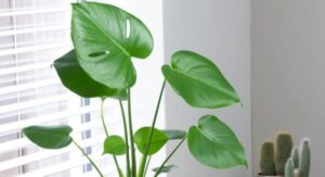 Monstera Plant Care Basics That Every Owner Should Master: