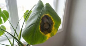 Monstera Plant Care Watering Errors That Destroy Roots: