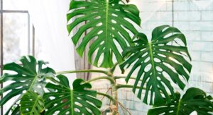 Monstera Plant Care Light and Humidity Needs Fully Explained: