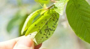 Neem Oil for Plants Understanding How It Actually Works: