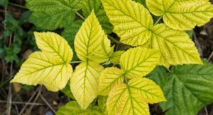 Neem Oil for Plants Addressing Yellowing and Stress Symptoms: