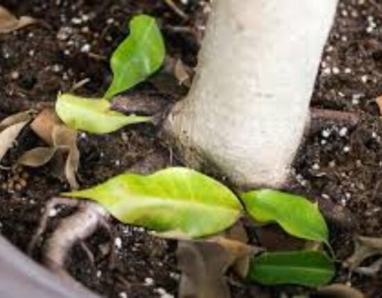 Plant Shedding - 10 Causes and Proven Fix Methods!