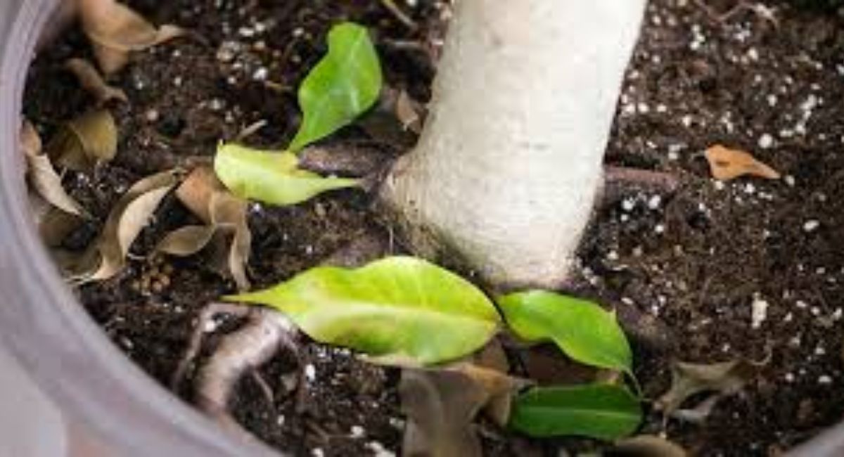 Plant Shedding - 10 Causes and Proven Fix Methods!