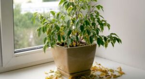 Plant Shedding Is More Normal Than Most Owners Realize: