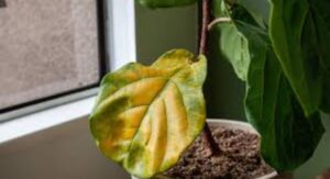Plant Shedding Caused by Watering Problems and Root Rot: