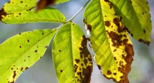 Plant Shedding from Disease Fungal and Bacterial Infections: