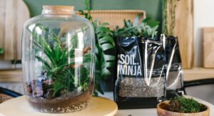 Plants Inside a Terrarium Moisture and Humidity Balance Explained: