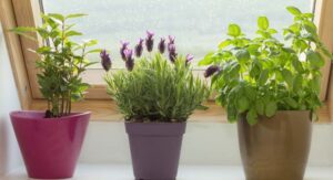How to Plant Lavender in Well-Draining Soil Correctly