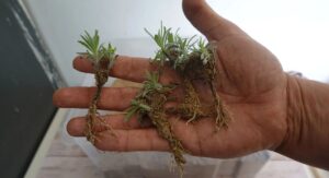 How to Plant Lavender While Protecting Against Root Rot