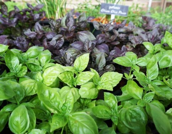 Plants That Resist Mosquitoes - 26 Powerful Natural Repellents!