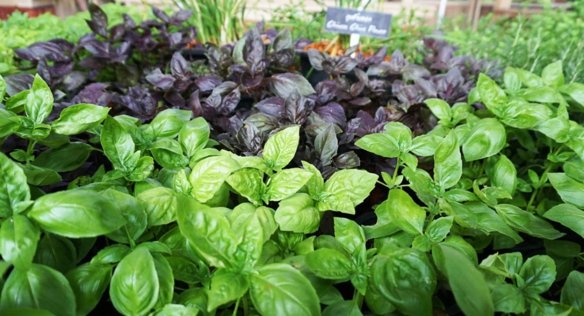 Plants That Resist Mosquitoes - 26 Powerful Natural Repellents!
