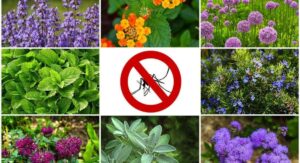 Plants That Resist Mosquitoes — Lavender and Its Garden Benefits