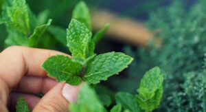 Plants That Resist Mosquitoes — Peppermint and Its Growing Needs