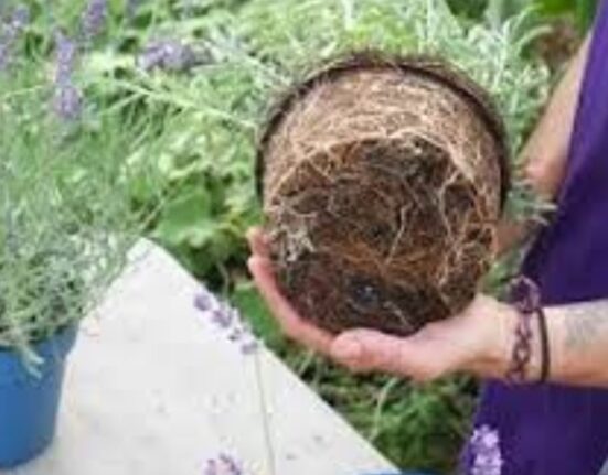 How to Plant Lavender - 7 Shocking Secrets!
