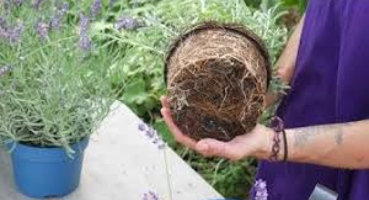 How to Plant Lavender - 7 Shocking Secrets!