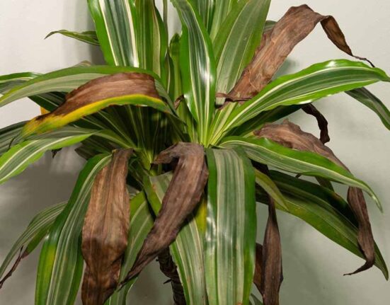 Dracaena Plant - 7 Deadly Mistakes To Avoid!