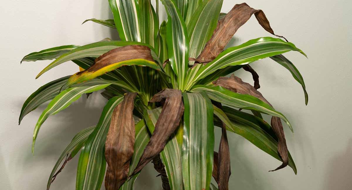 Dracaena Plant - 7 Deadly Mistakes To Avoid!