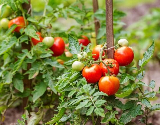 Tomato Companion Plants - 15 Best Picks for Thriving Gardens!