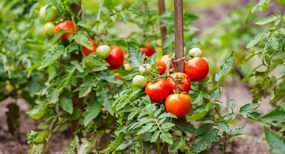 Tomato Companion Plants - 15 Best Picks for Thriving Gardens!