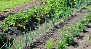 Tomato Companion Plants with Garlic Create Natural Fungicide Effect:
