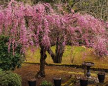 Weeping Cherry Planting - 9 Stunning Secrets!